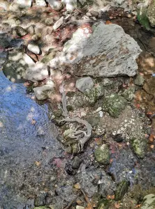 Jacquelien 04 Boomwortelslang